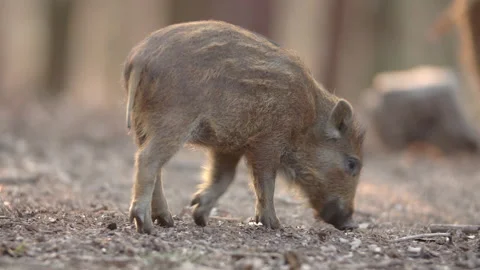 Closeup young wild boar Sus scrofa calm piggy looking for nutriment in dark wood Stock Footage 151286673