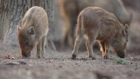 Closeup young wild boar Sus scrofa calm piggy looking for nutriment in dark wood Stock Footage 151341578