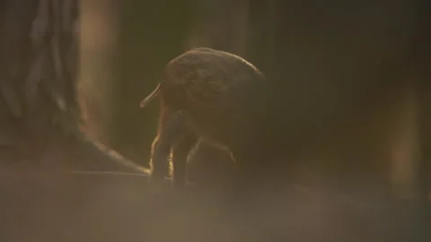 Closeup young wild boar Sus scrofa calm piggy looking for nutriment in dark wood Stock Footage 151935002