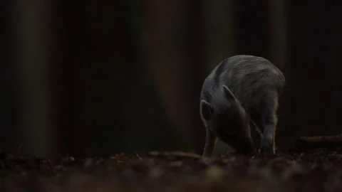 Closeup young wild boar Sus scrofa, piggy scratching yourself by tree trunk. Stock Footage 152494512