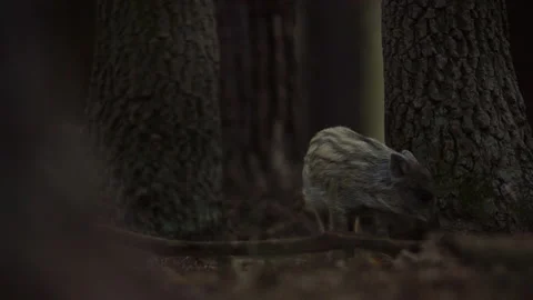 Closeup young wild boar Sus scrofa, piggy scratching yourself by tree trunk. Stock Footage 152494601