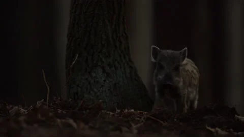 Closeup young wild boar Sus scrofa calm piggy walking in dark wood. Stock Footage 152494935