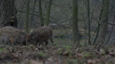 Closeup young wild boars Sus scrofa, piggy running in dark wood. Stock Footage 145740369