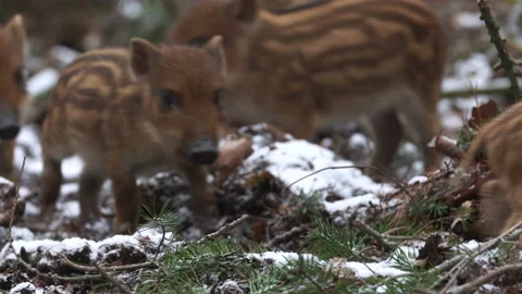 Closeup young wild boars Sus scrofa calm piggy walking in dark wood. Stock Footage 147469880