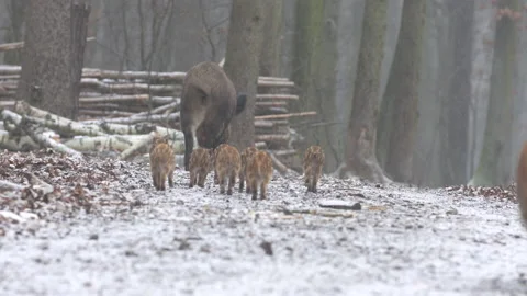Closeup young wild boars Sus scrofa family, calm piggy walking together in woods Stock Footage 147472350