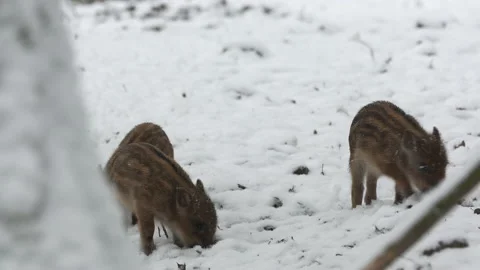 Closeup young wild boars Sus scrofa family, calm piggy walking together in woods Stock Footage 147473615