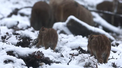Closeup young wild boars Sus scrofa calm piggy walking in dark wood. Stock Footage 147476612