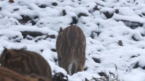 Closeup young wild boars Sus scrofa calm piggy walking in dark wood. Stock Footage 147477043