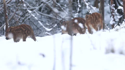 Closeup young wild boars Sus scrofa family, calm piggy walking together in woods Stock Footage 147481167