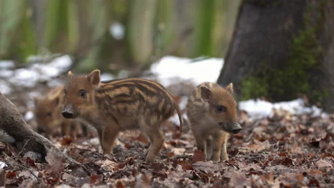 Closeup young wild boars Sus scrofa, excited piggy running off into dark wood. Stock Footage 148225378