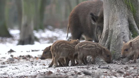 Closeup young wild boars Sus scrofa family, piggy running off into dark wood. Stock Footage 148226983