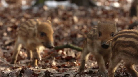 Closeup young wild boars Sus scrofa, piggy running in dark wood. Stock Footage 148248067