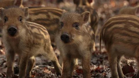 Closeup young wild boars Sus scrofa, excited piggy running off into dark wood. Stock Footage 148248986
