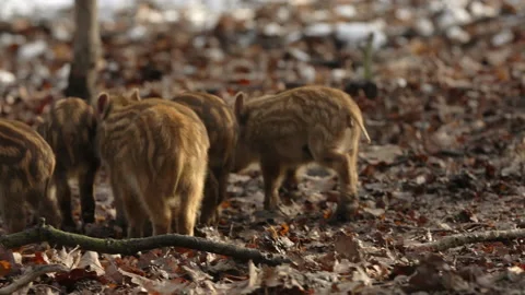Closeup young wild boars Sus scrofa, excited piggy running off into dark wood. Stock Footage 148250519