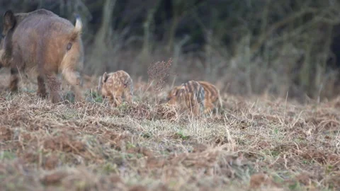 Closeup young wild boars Sus scrofa, excited piggy running off into dark wood. Stock Footage 148406690