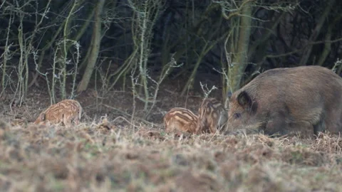 Closeup young wild boars Sus scrofa family, calm piggy walking together in woods Stock Footage 148407740