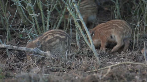 Closeup young wild boars Sus scrofa calm piggy walking in dark wood. Stock Footage 148411873