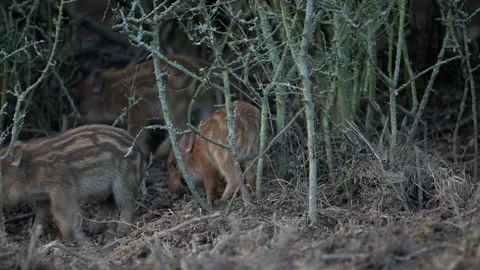 Closeup young wild boars Sus scrofa calm piggy walking in dark wood. Stock Footage 148414181