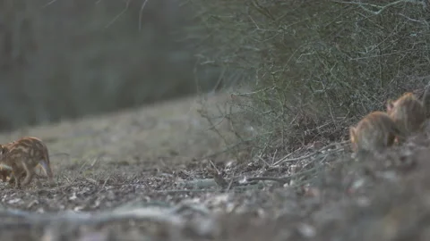 Closeup young wild boars Sus scrofa calm piggy walking in dark wood. Stock Footage 148415717
