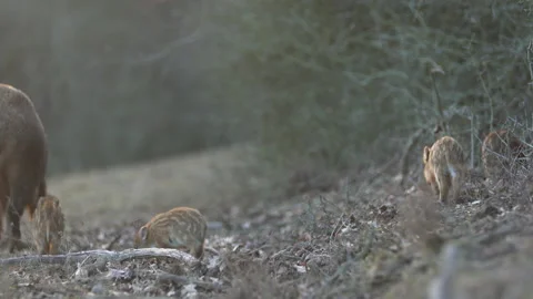 Closeup young wild boars Sus scrofa calm piggy walking in dark wood. Stock Footage 148415952