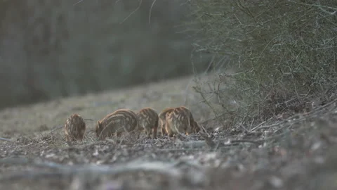 Closeup young wild boars Sus scrofa calm piggy walking in dark wood. Stock Footage 148418741