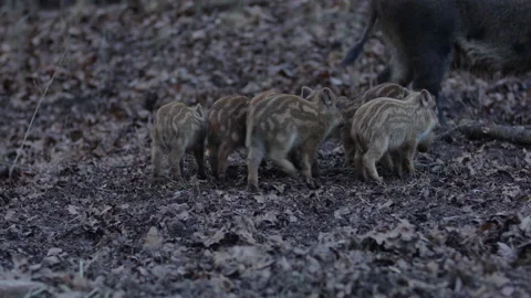 Closeup young wild boars Sus scrofa family, calm piggy walking together in wood. Stock Footage 148418857