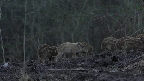 Closeup young wild boars Sus scrofa family, calm piggy walking together in wood. Stock Footage 148420591