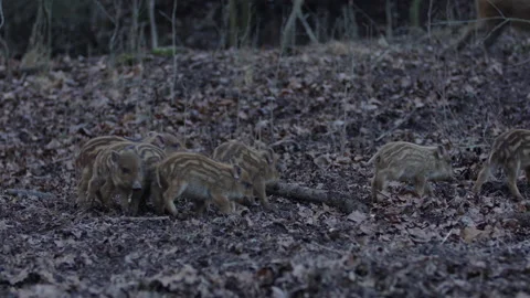 Closeup young wild boars Sus scrofa family, calm piggy walking together in wood. Stock Footage 148421274