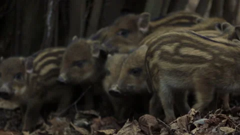 Closeup young wild boars Sus scrofa calm piggy gathering together in dark wood. Stock Footage 148422363
