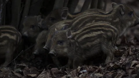 Closeup young wild boars Sus scrofa calm piggy gathering together in dark wood. Stock Footage 148423621