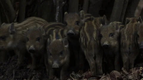 Closeup young wild boars Sus scrofa calm piggy gathering together in dark wood. Stock Footage 148425176