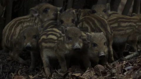 Closeup young wild boars Sus scrofa calm piggy gathering together in dark wood. Stock Footage 148426733