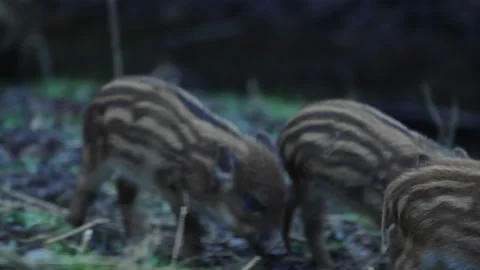 Closeup young wild boars Sus scrofa calm piggy walking in dark wood. Stock Footage 148427199