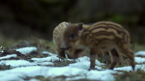 Closeup young wild boars Sus scrofa calm piggy walking in dark wood. Stock Footage 148428805