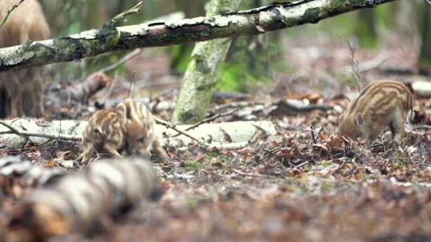 Closeup young wild boars Sus scrofa, excited piggy romping together in dark wood Stock Footage 148430249