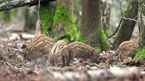 Closeup young wild boars Sus scrofa, excited piggy romping together in dark wood Stock Footage 148430851