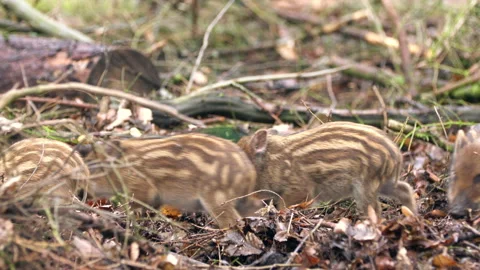 Closeup young wild boars Sus scrofa calm piggy walking in dark wood. Stock Footage 148694112