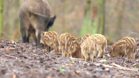 Closeup young wild boars Sus scrofa family, calm piggy walking together in wood. Stock Footage 148694689