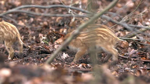 Closeup young wild boars Sus scrofa calm piggy walking in dark wood. Stock Footage 148694819