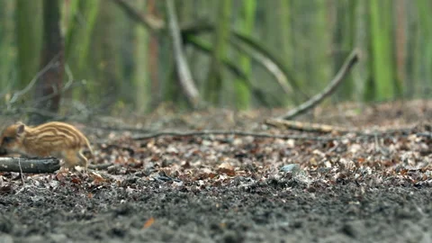 Closeup young wild boars Sus scrofa, piggy running in dark wood. Stock Footage 148698330