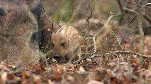 Closeup young wild boars Sus scrofa family, piggy mother weaning striped young. Stock Footage 148720314
