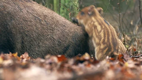 Closeup young wild boars Sus scrofa, excited piggy romping together in dark wood Stock Footage 148734528