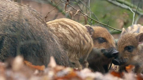 Closeup young wild boars Sus scrofa family, excited piggy romping together. Stock Footage 148896587