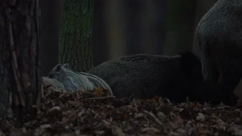 Closeup young wild boars Sus scrofa family, calm piggy siblings together in den. Stock Footage 150408642