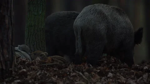Closeup young wild boars Sus scrofa family, calm piggy siblings together in den. Stock Footage 150412637