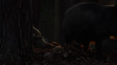 Closeup young wild boars Sus scrofa family, calm piggy siblings together in den. Stock Footage 150416525