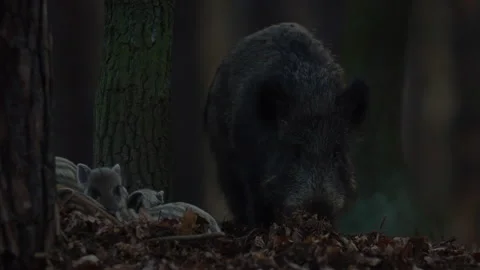 Closeup young wild boars Sus scrofa family, calm piggy siblings together in den. Stock Footage 150424764