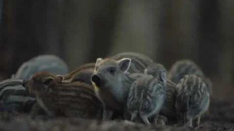 Closeup young wild boars Sus scrofa calm piggy gathering together in dark woods. Stock Footage 150497611
