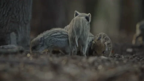 Closeup young wild boars Sus scrofa, excited piggy romping together in dark wood Stock Footage 150567603