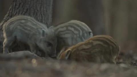 Closeup young wild boars Sus scrofa, excited piggy romping together in dark wood Stock Footage 150588920
